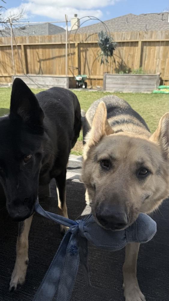 Enlarge Sarge, a Adoptable German Shepherd Dog in Houston, TX image 6/6