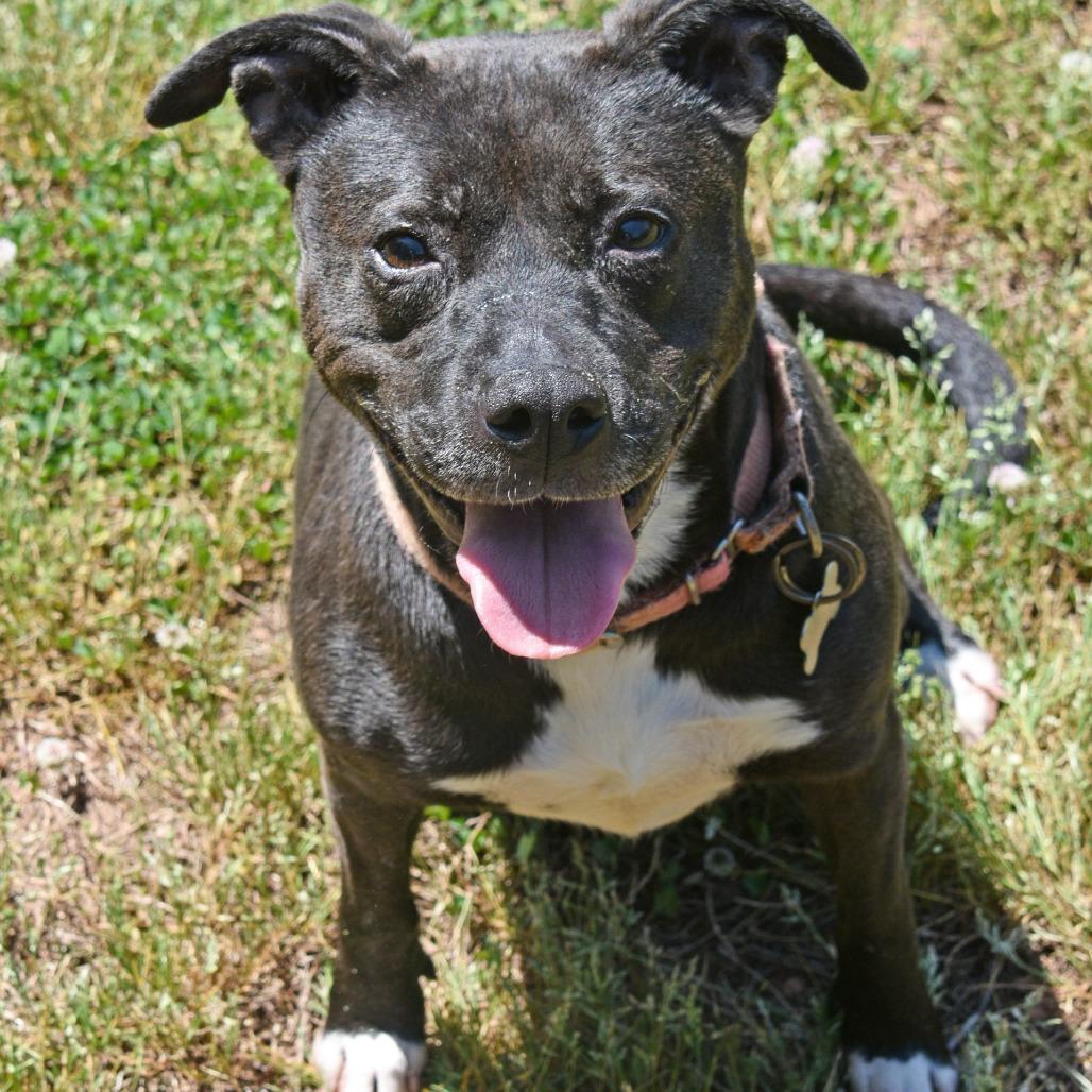 Enlarge Tilly, a Adoptable mixed breed in Columbus, NC image 1/6