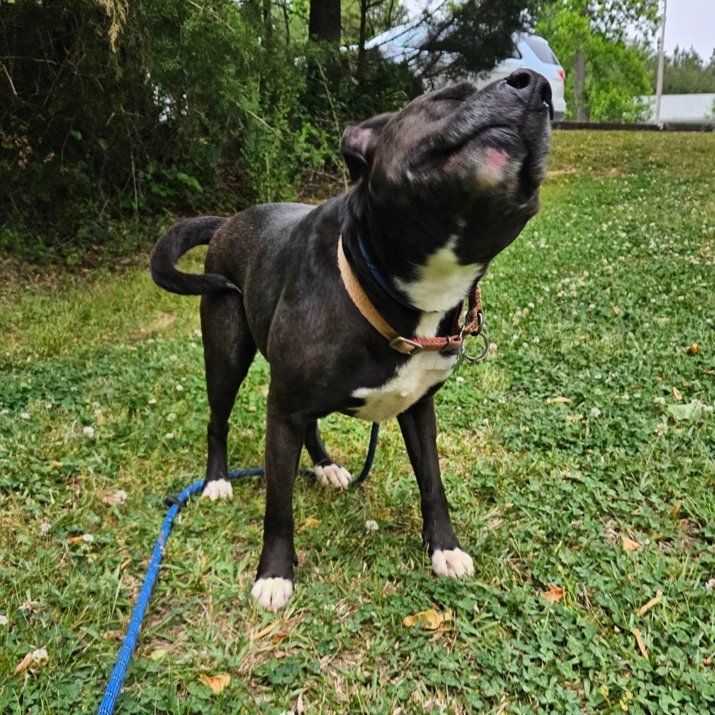 Enlarge Tilly, a Adoptable mixed breed in Columbus, NC image 2/6