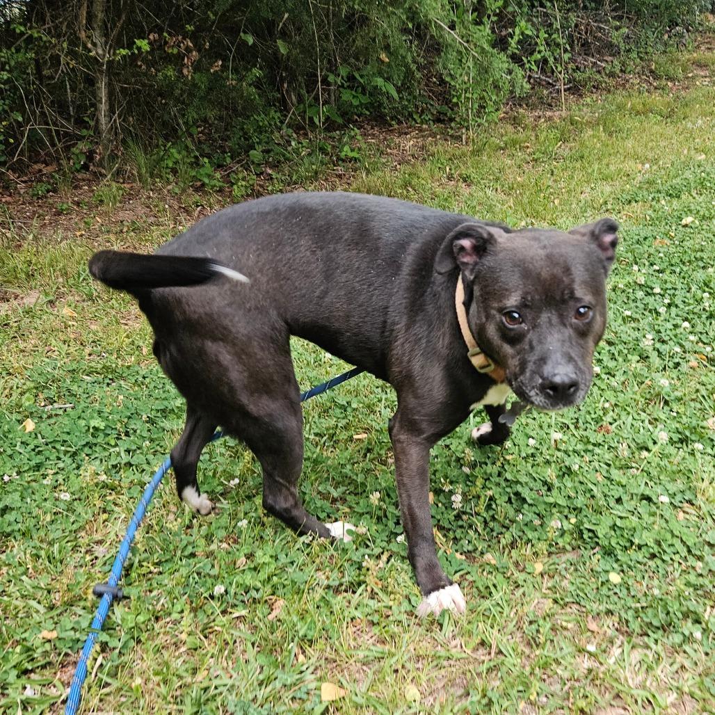 Enlarge Tilly, a Adoptable mixed breed in Columbus, NC image 3/6