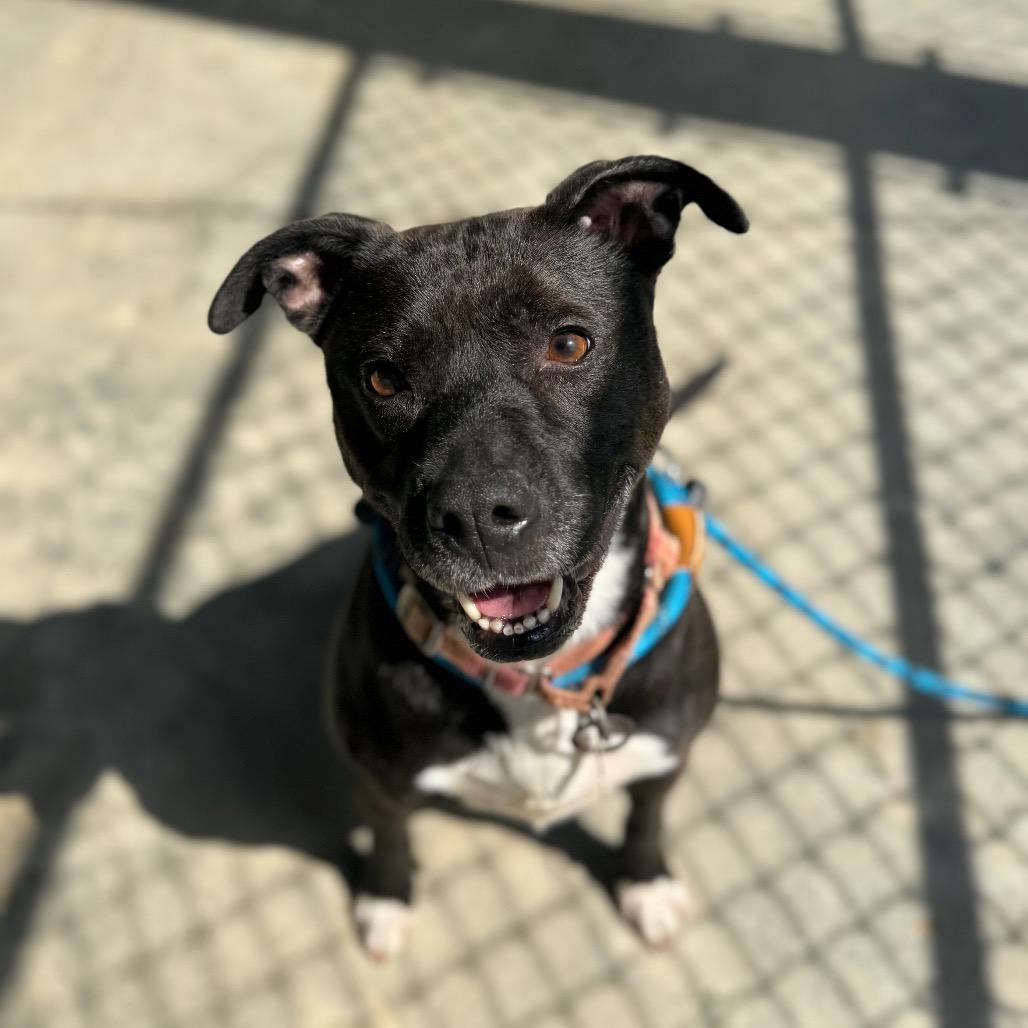Enlarge Tilly, a Adoptable mixed breed in Columbus, NC image 4/6