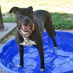 Enlarge Tilly, a Adoptable mixed breed in Columbus, NC image 5/6