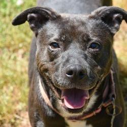 Enlarge Tilly, a Adoptable mixed breed in Columbus, NC image 6/6