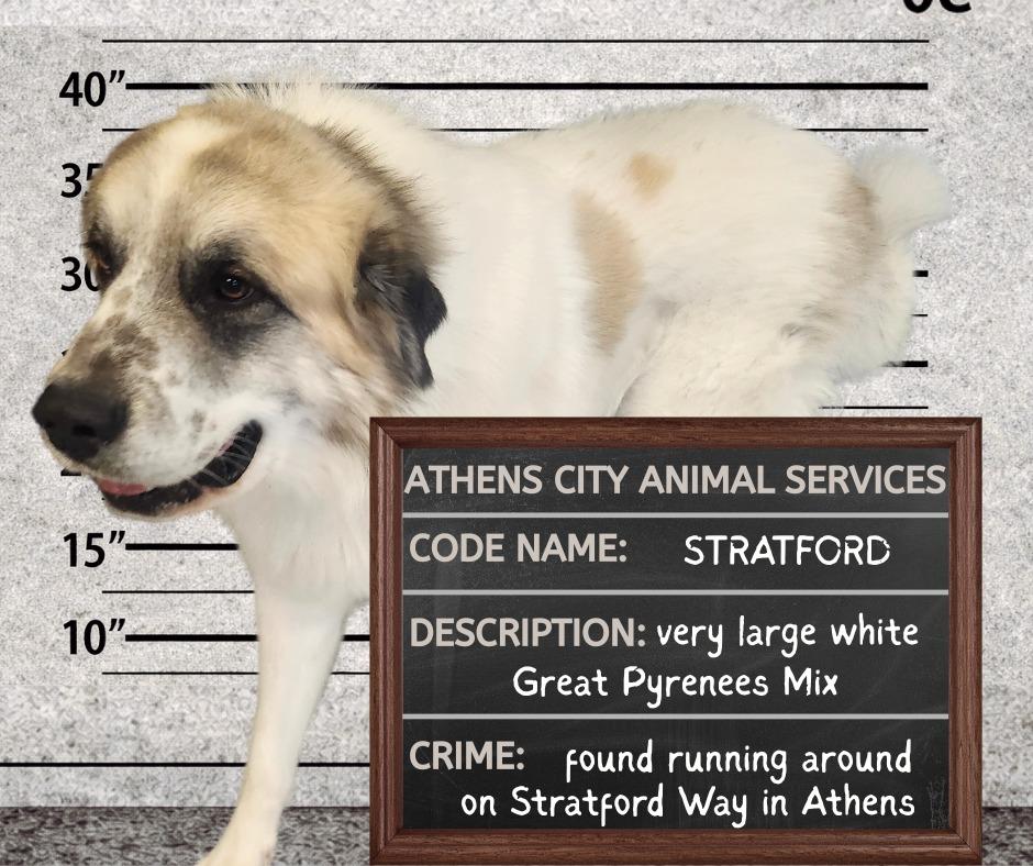 Enlarge STRATFORD, a Adoptable mixed breed in Athens, AL image 1/2