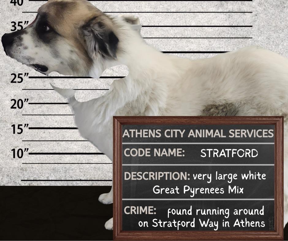 Enlarge STRATFORD, a Adoptable mixed breed in Athens, AL image 2/2