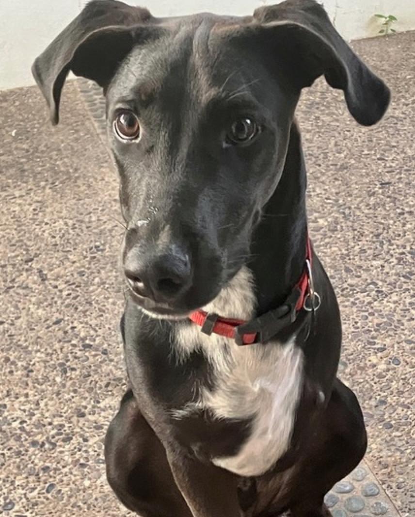 Romeo, a Adoptable mixed breed in Calgary, AB image 1/2