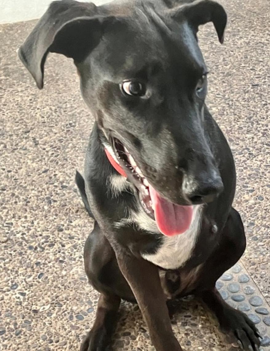 Romeo, a Adoptable mixed breed in Calgary, AB image 2/2