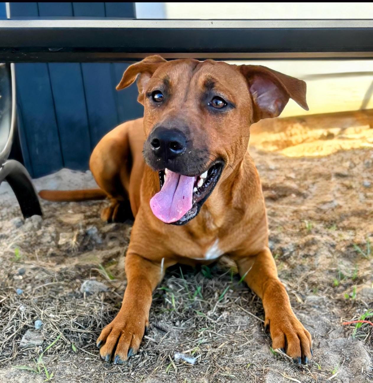 Jupiter, adoptable, Young Female Pit Bull Terrier & Hound.