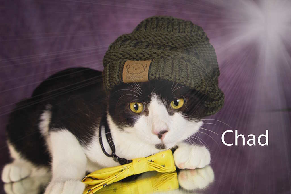 Chad, Adoptable, Young Male Tuxedo.