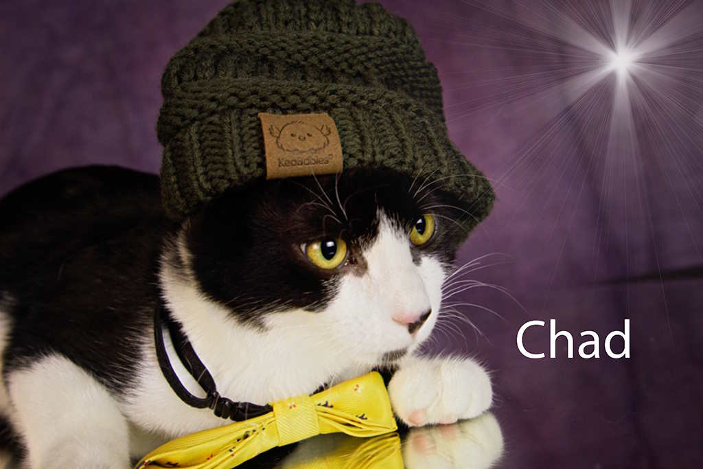 Enlarge Chad, a Adoptable Tuxedo in York, NE image 2/4