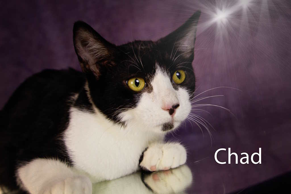 Chad, Adoptable, Young Male Tuxedo.