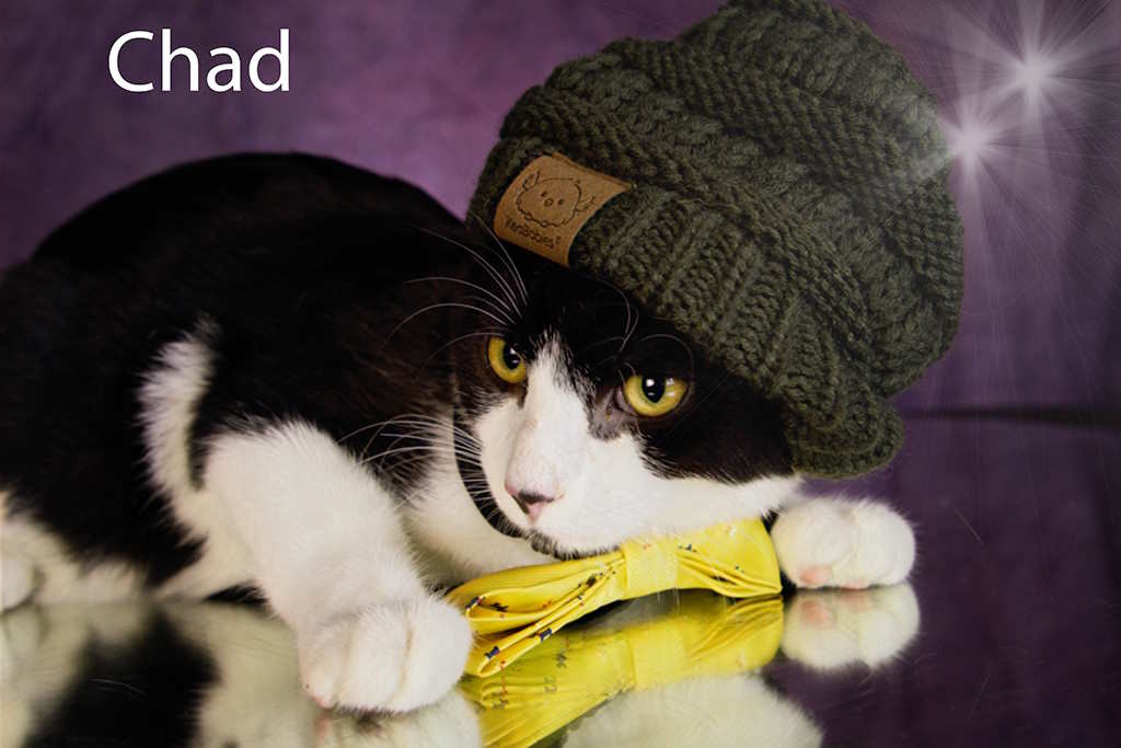 Enlarge Chad, a Adoptable Tuxedo in York, NE image 4/4