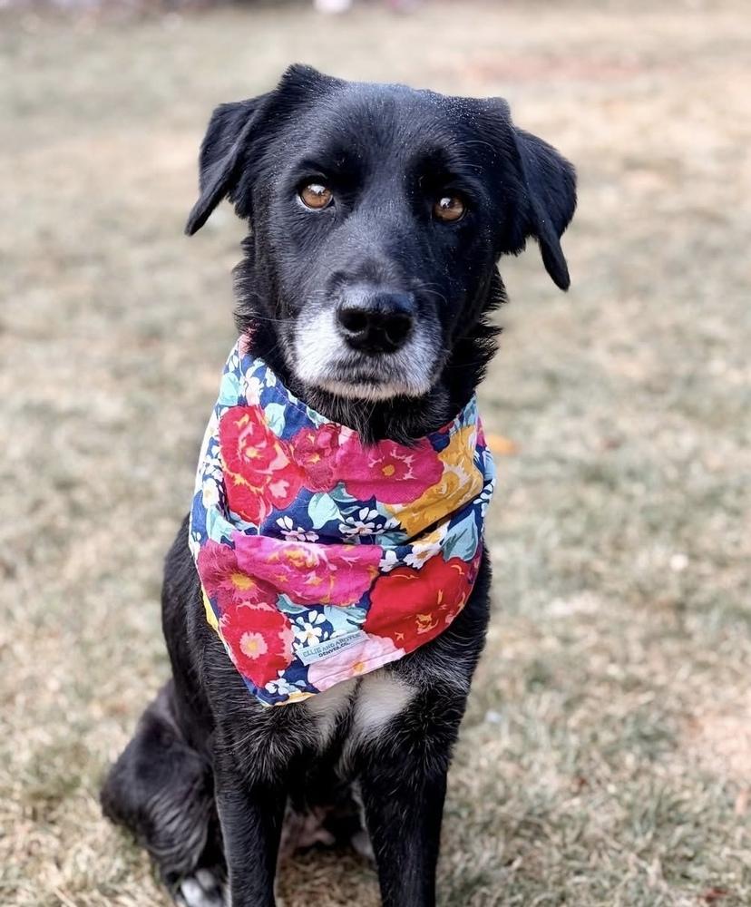 Alquist / Oreo, Adoptable, Adult Female Labrador Retriever & Mixed Breed.