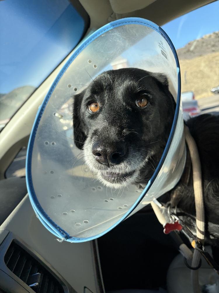 Enlarge Alquist / Oreo, a Adoptable mixed breed in Broomfield, CO image 5/6