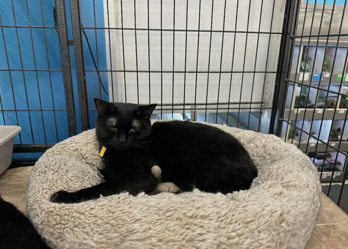 Tesla (Kitty), Adopted, Young Female Domestic Short Hair.