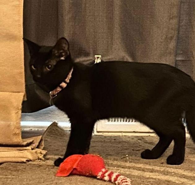 Enlarge Tesla (Kitty), a Adopted Domestic Short Hair in Ashville, OH image 2/3