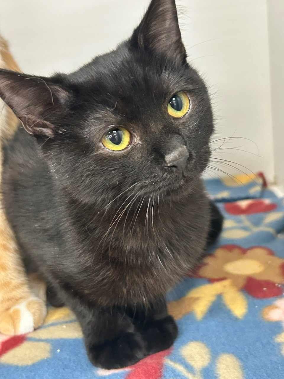 Enlarge Tesla (Kitty), a Adopted Domestic Short Hair in Ashville, OH image 3/3