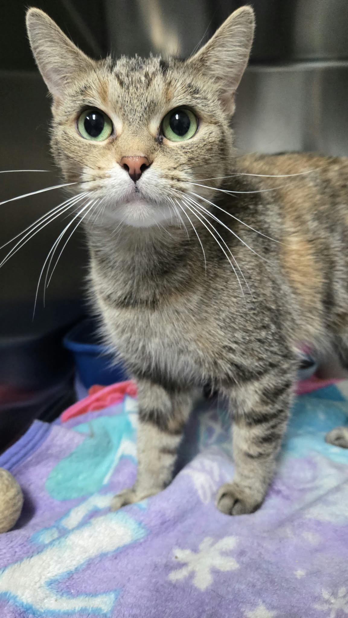 Circe, Adoptable, Adult Female Domestic Short Hair.