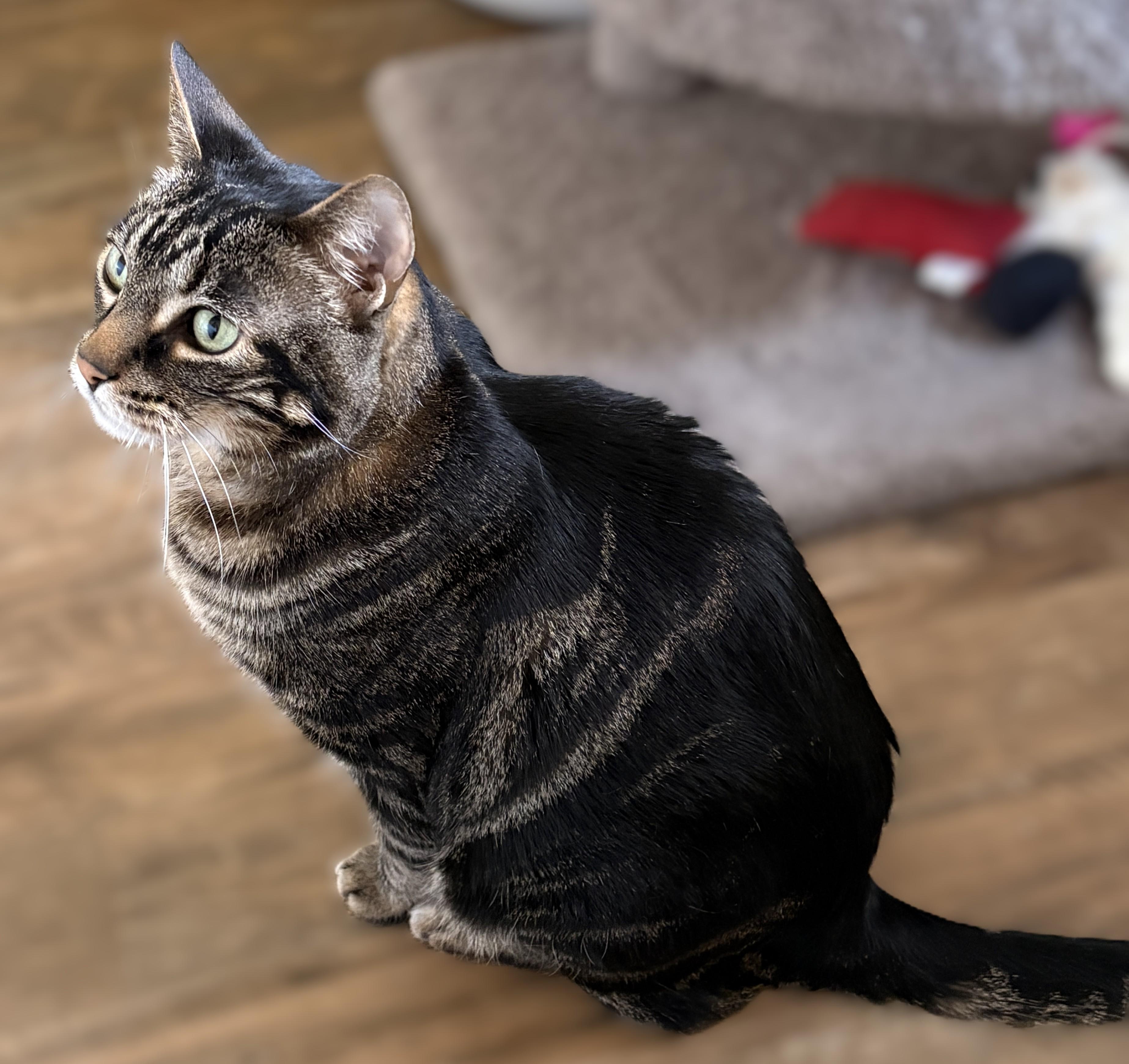 SPENCER, a ADOPTABLE Tabby in Prescott, AZ image 5/5