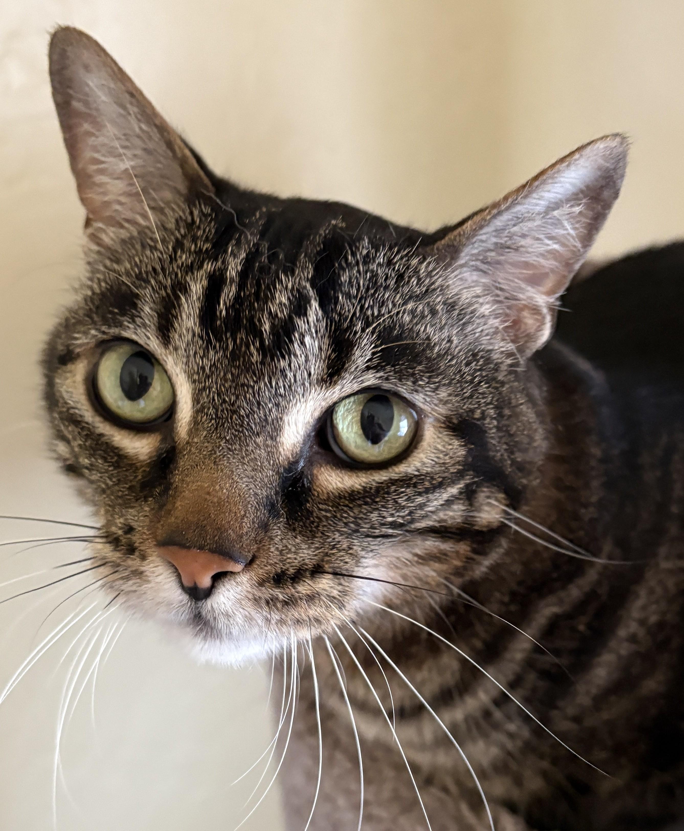 SPENCER, a ADOPTABLE Tabby in Prescott, AZ image 2/5