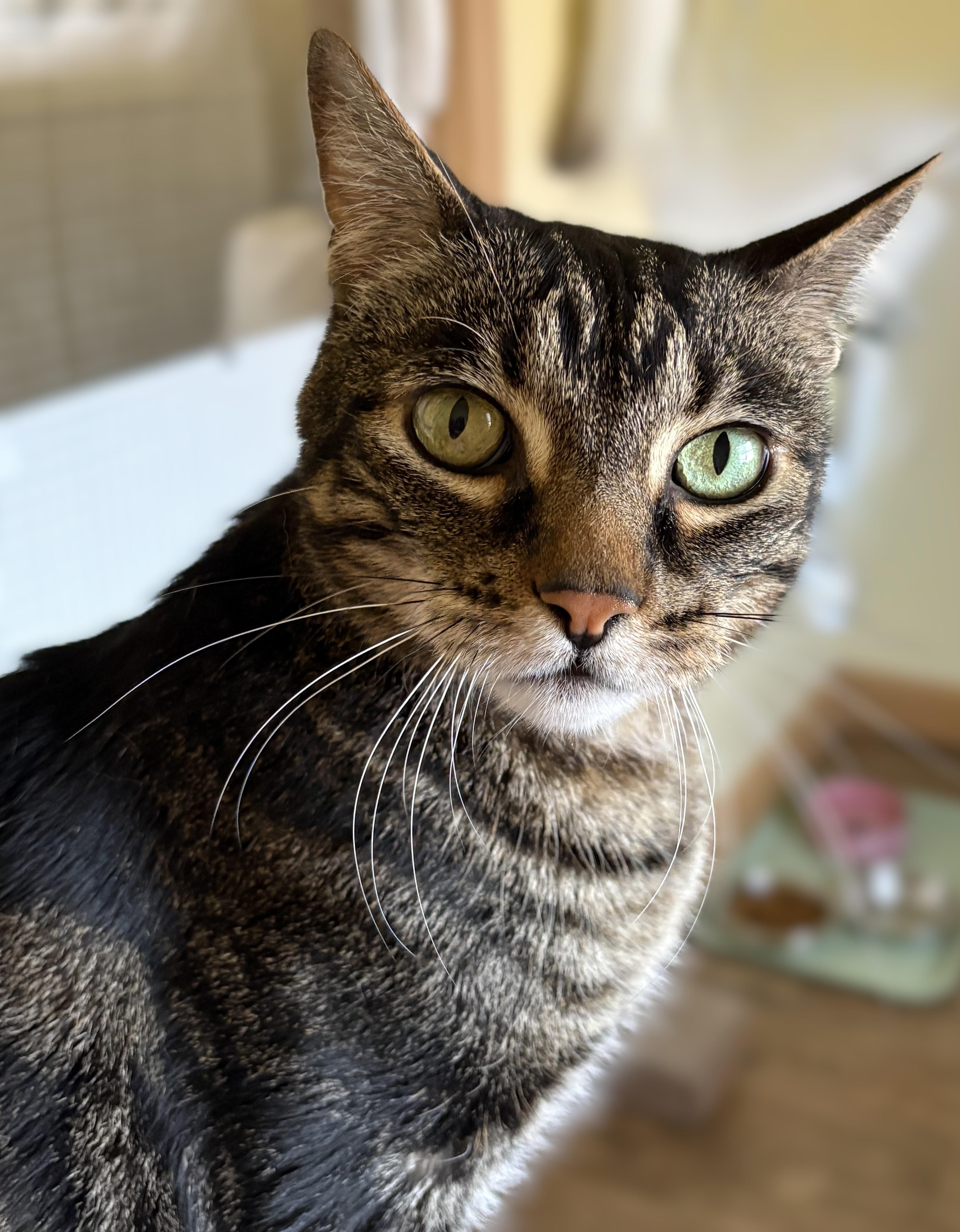 SPENCER, a ADOPTABLE Tabby in Prescott, AZ image 3/5