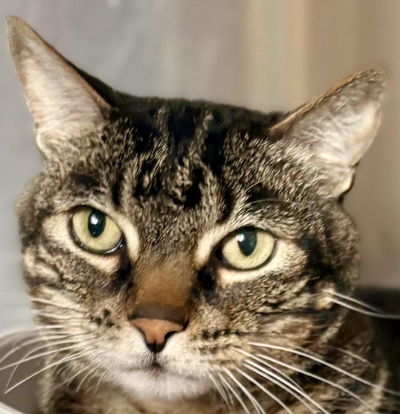 SPENCER, a ADOPTABLE Tabby in Prescott, AZ image 1/5