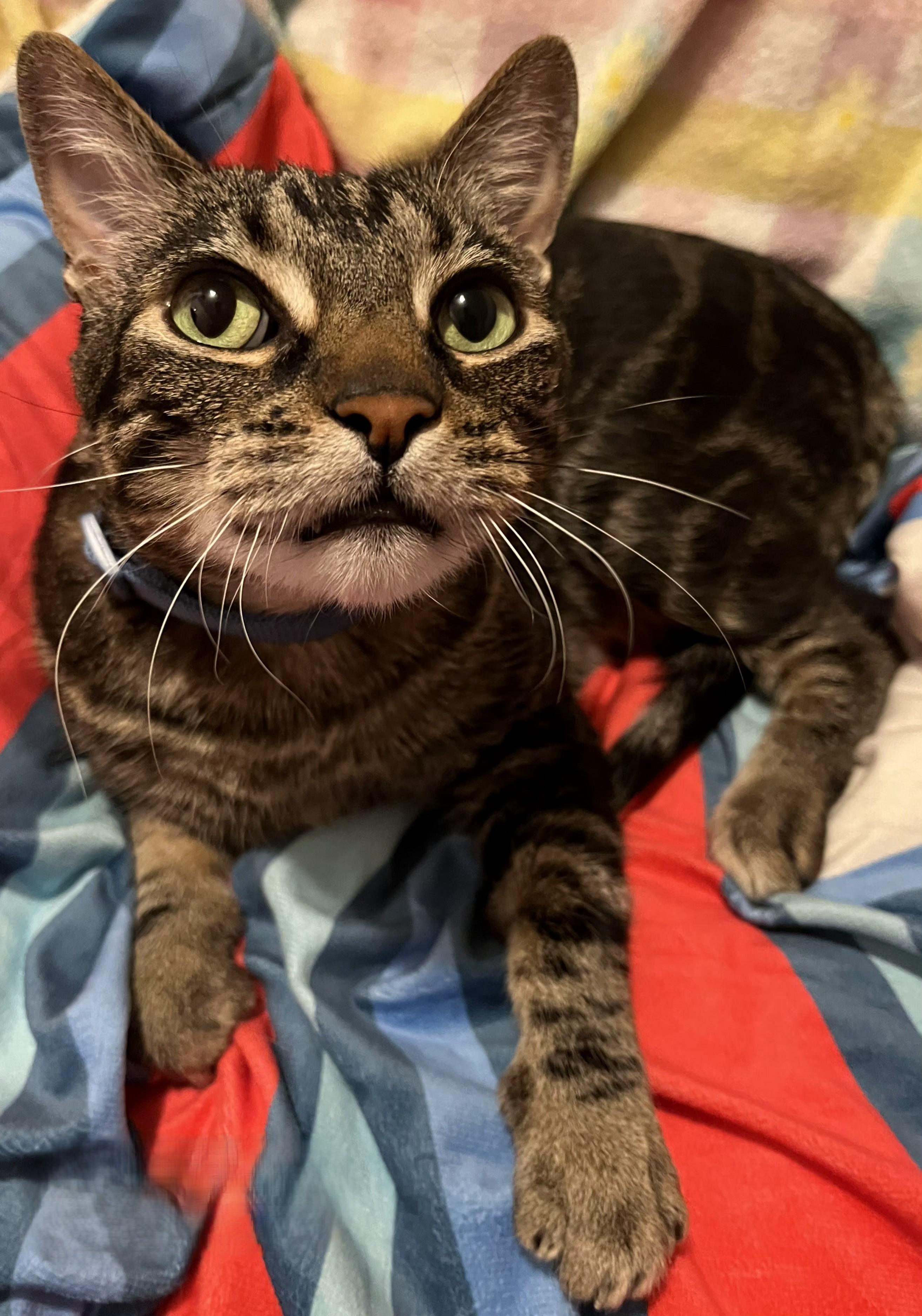 SPENCER, a ADOPTABLE Tabby in Prescott, AZ image 4/5