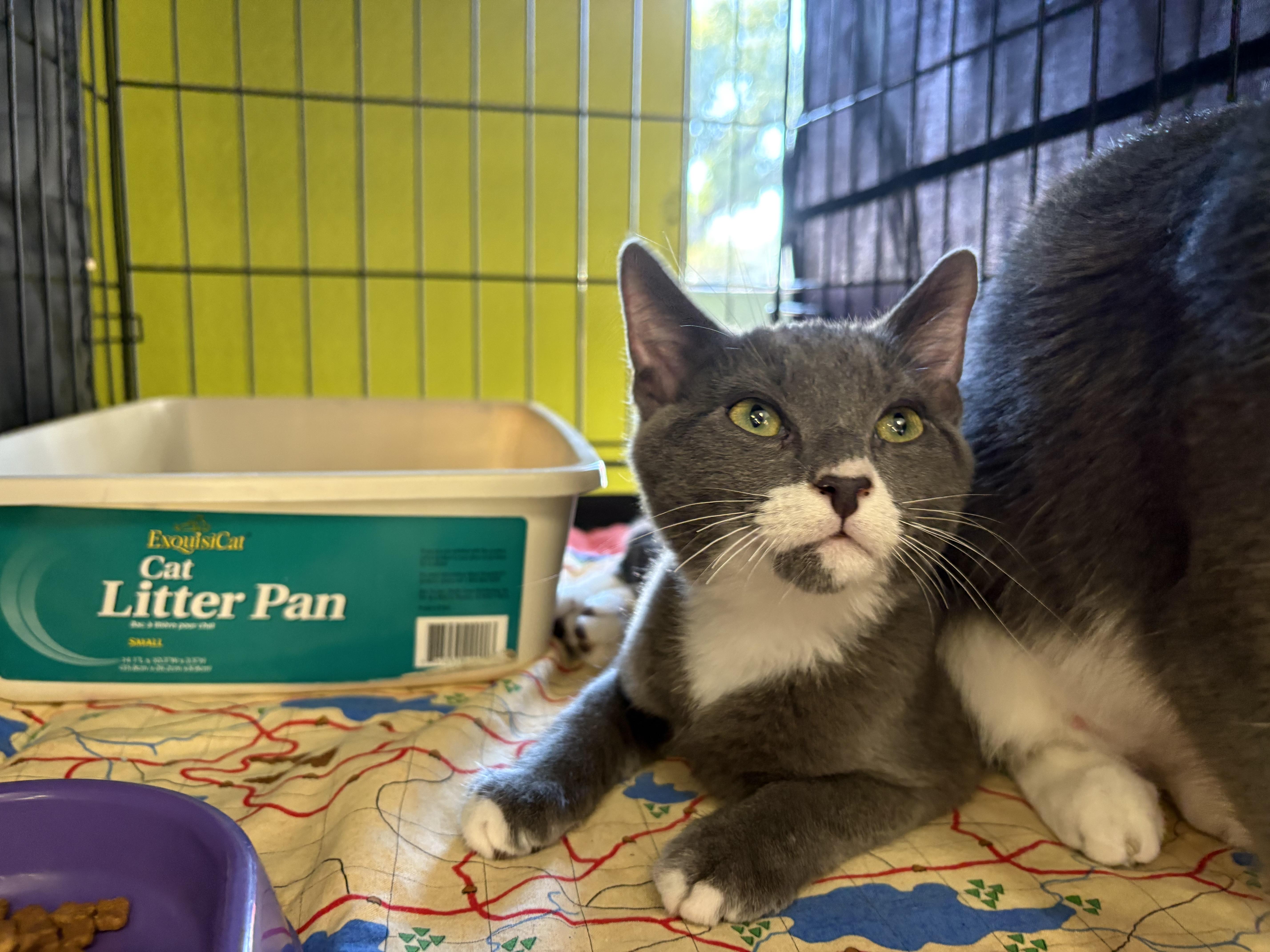 Moxy, ADOPTABLE, Kitten Male Domestic Short Hair.