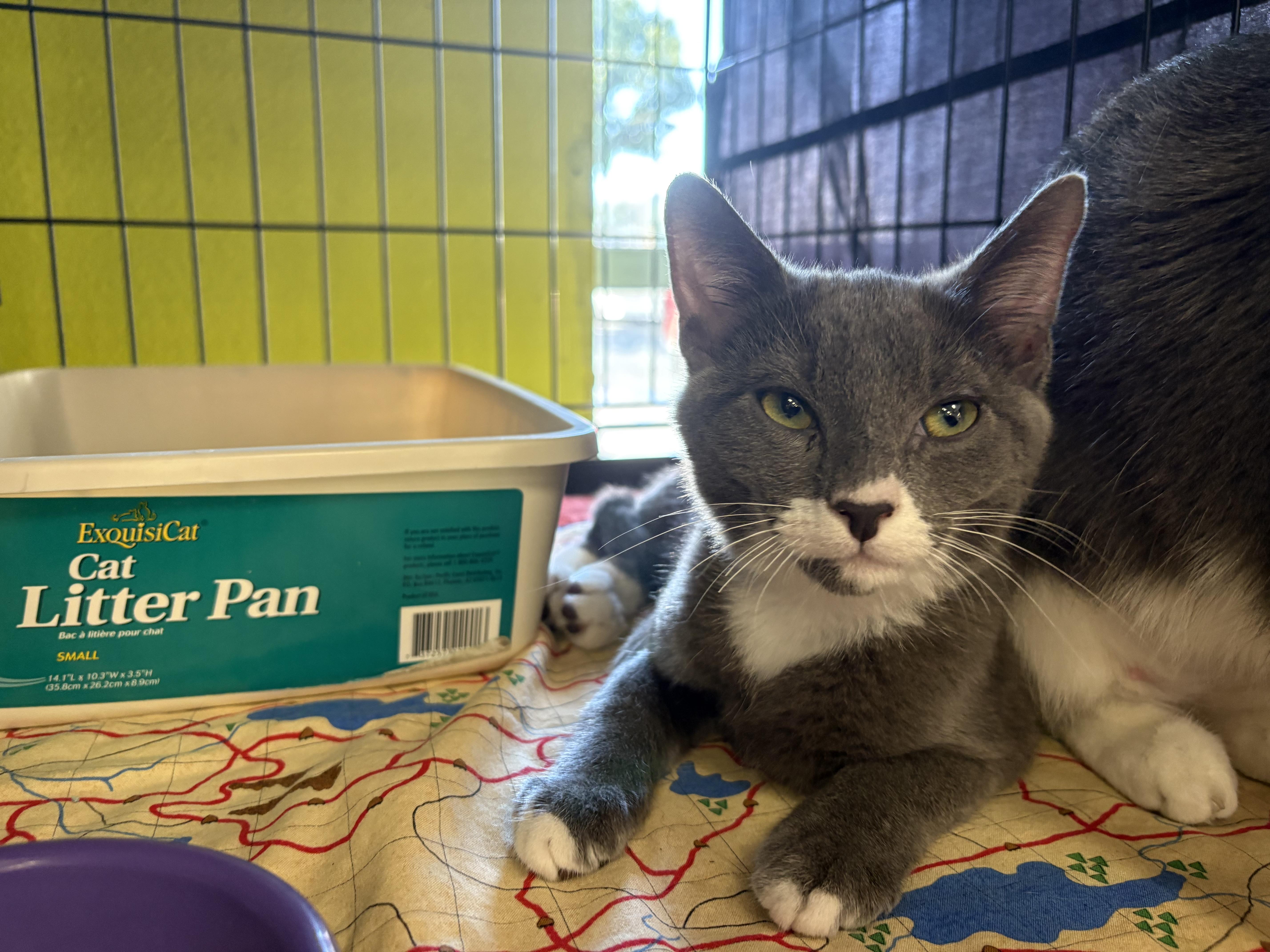 Enlarge Moxy, a ADOPTABLE Domestic Short Hair in La Canada, CA image 2/3