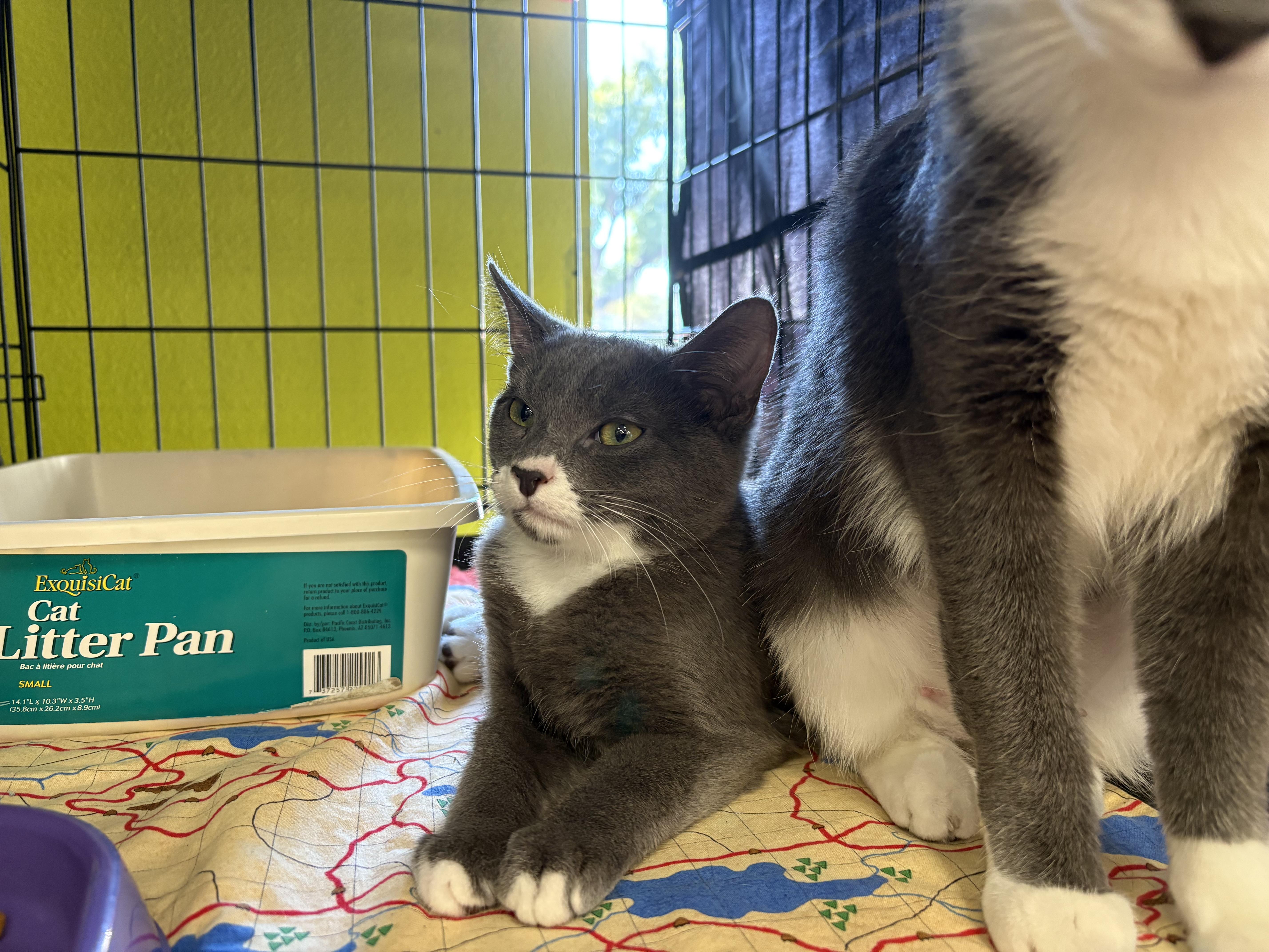 Enlarge Moxy, a ADOPTABLE Domestic Short Hair in La Canada, CA image 3/3