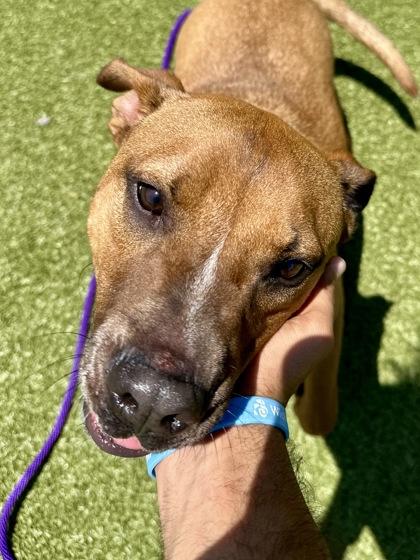 Enlarge Spot, a Adoptable mixed breed in Wichita, KS image 1/3