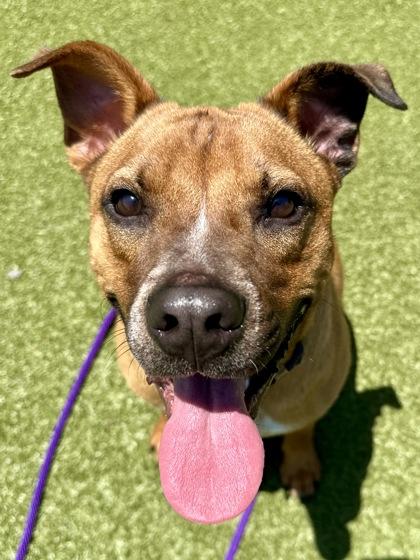 Enlarge Spot, a Adoptable mixed breed in Wichita, KS image 2/3