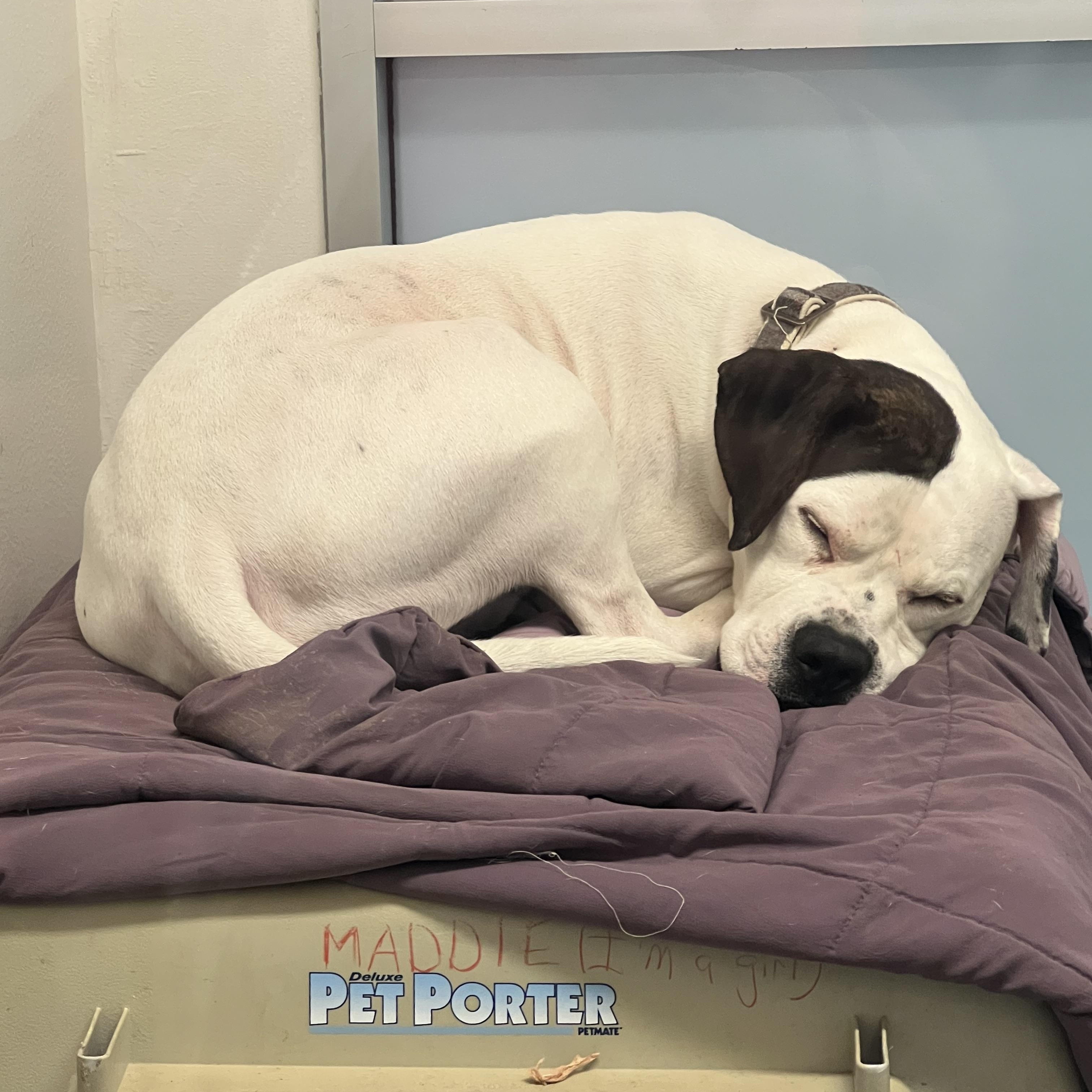 Enlarge Apollo, an adopted mixed breed in Ithaca, NY image 3/3