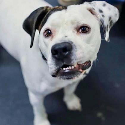 Apollo, ADOPTABLE, Adult Male Pit Bull Terrier.