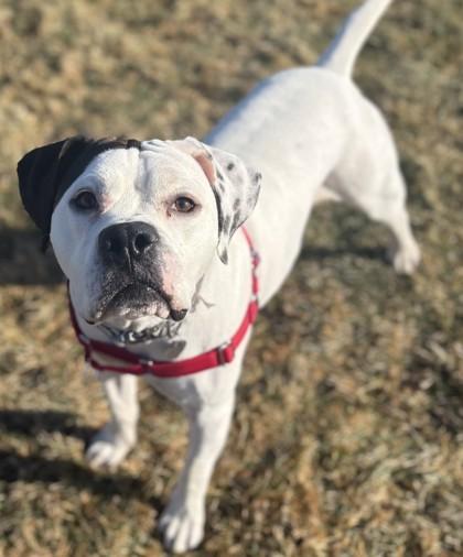 Enlarge Apollo, an adopted mixed breed in Ithaca, NY image 2/3