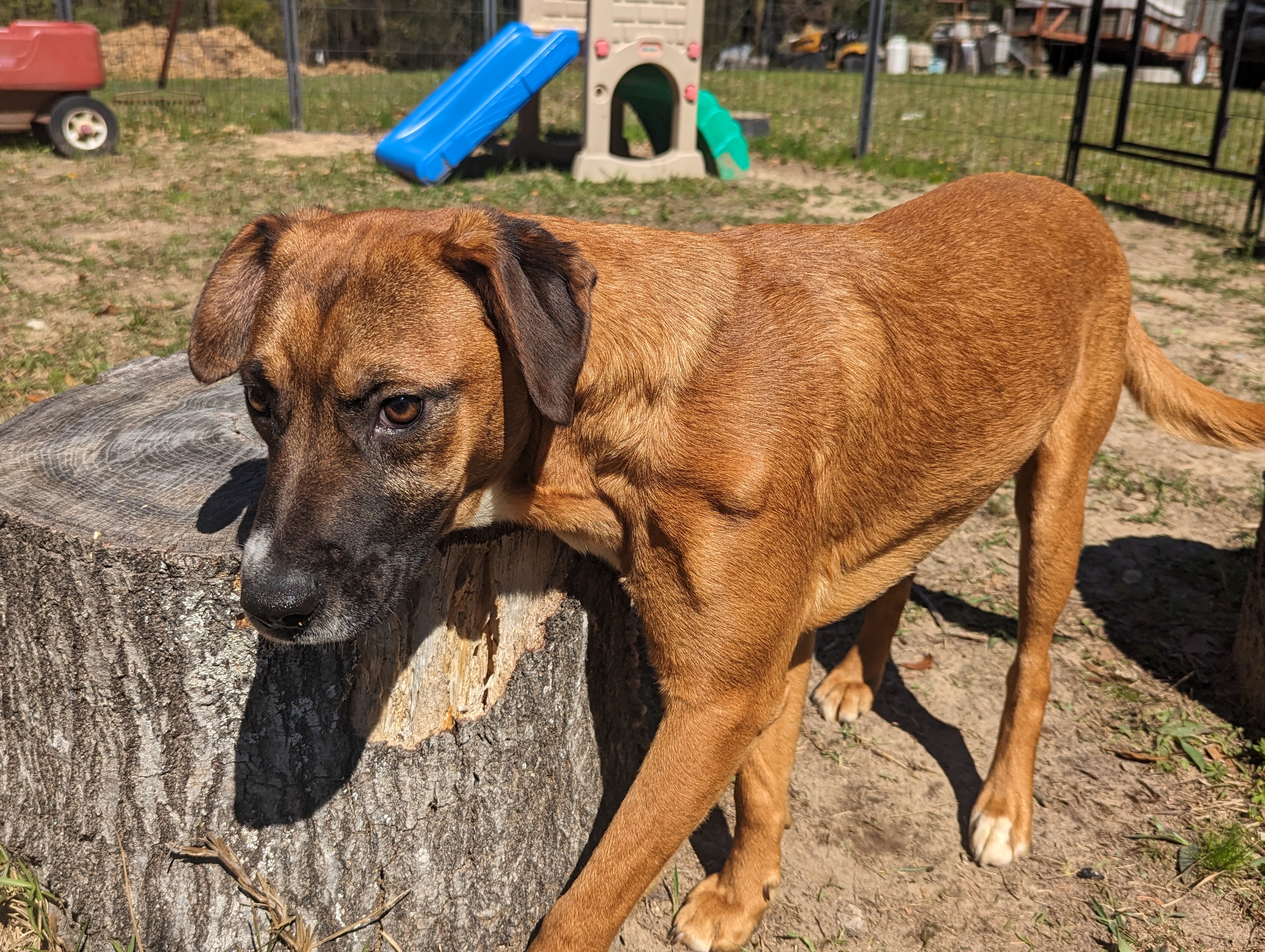 STRIP - Sponsored Adoption Fee!!, a Adoptable mixed breed in Fosters, AL image 5/5