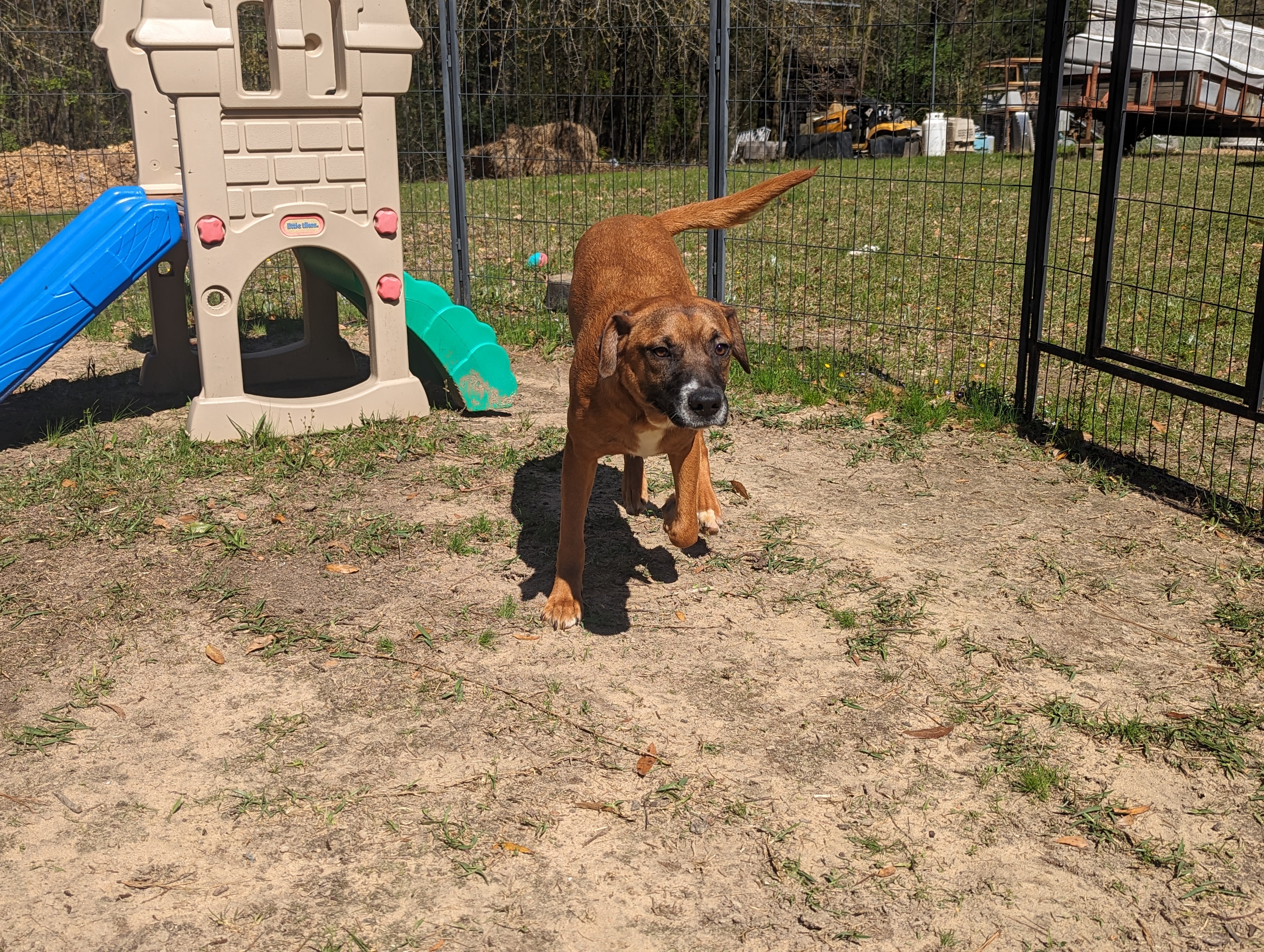 STRIP - Sponsored Adoption Fee!!, a Adoptable mixed breed in Fosters, AL image 4/5