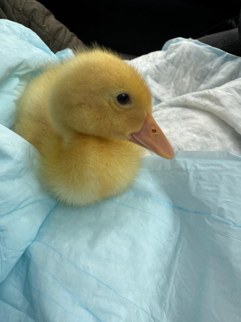 Enlarge Batman, a Adoptable Duck in Eagle Mountain, UT image 1/2