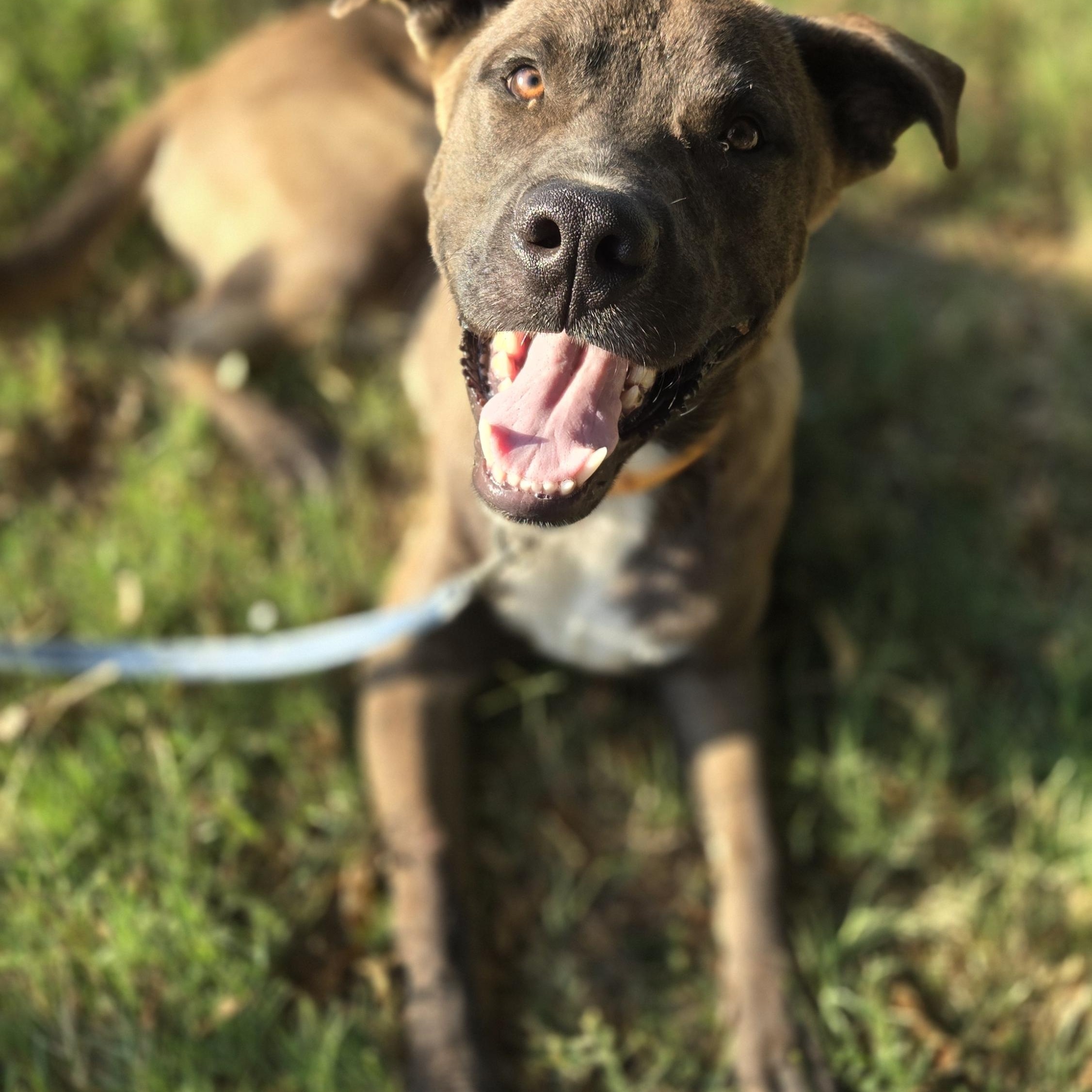 Enlarge Pongo, a Adopted mixed breed in Okemah, OK image 1/4