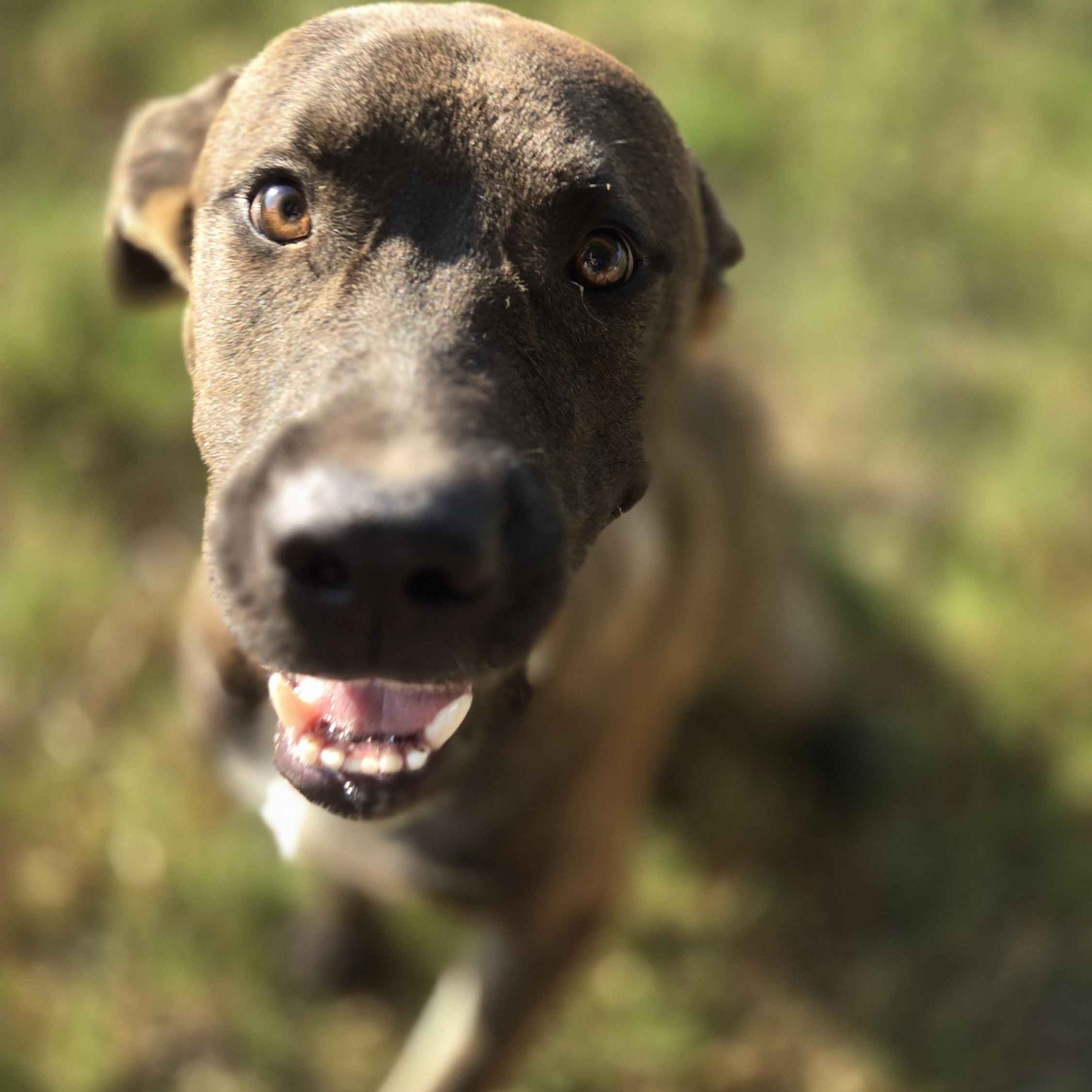 Enlarge Pongo, a Adopted mixed breed in Okemah, OK image 4/4
