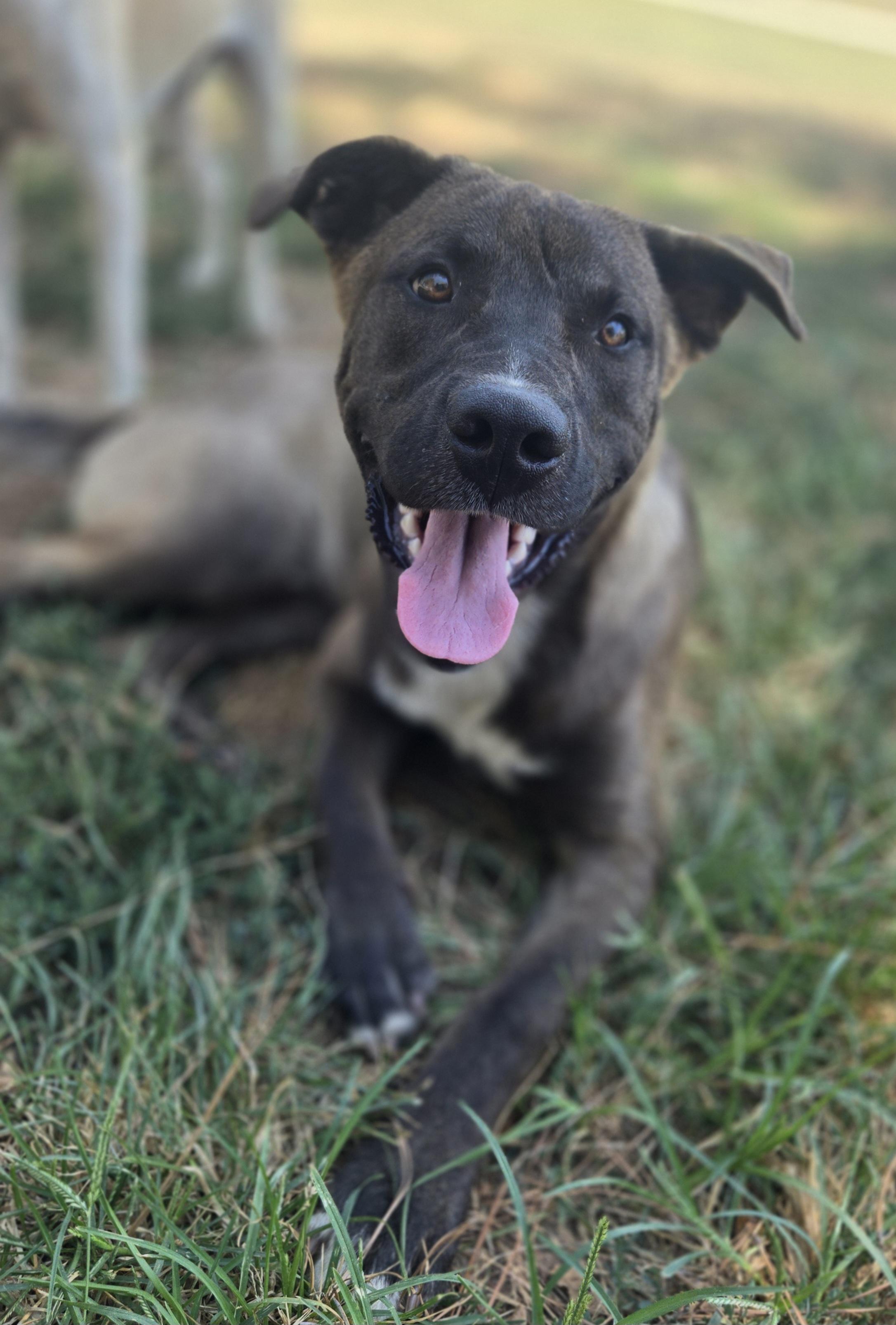 Enlarge Pongo, a Adopted mixed breed in Okemah, OK image 2/4
