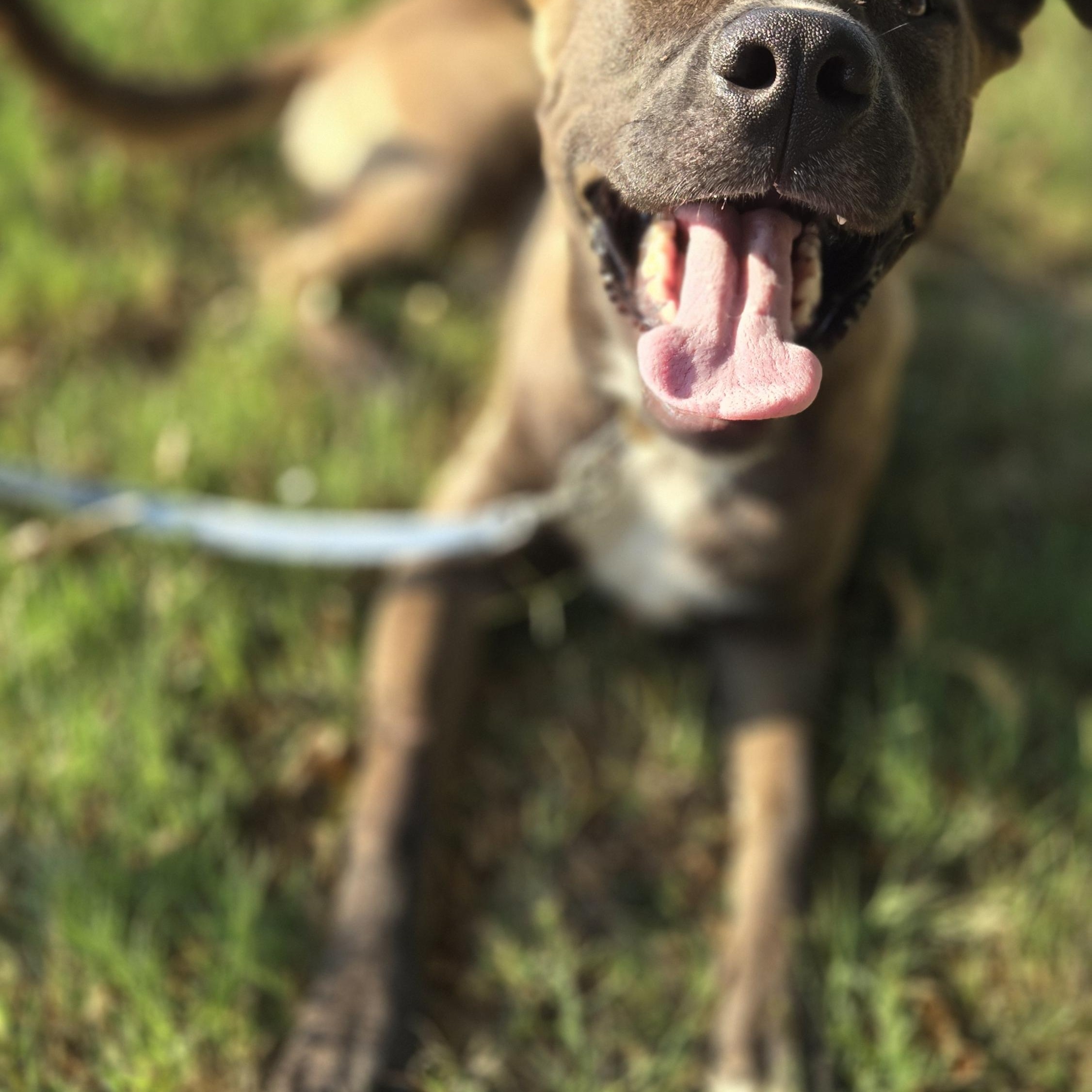 Enlarge Pongo, a Adopted mixed breed in Okemah, OK image 3/4