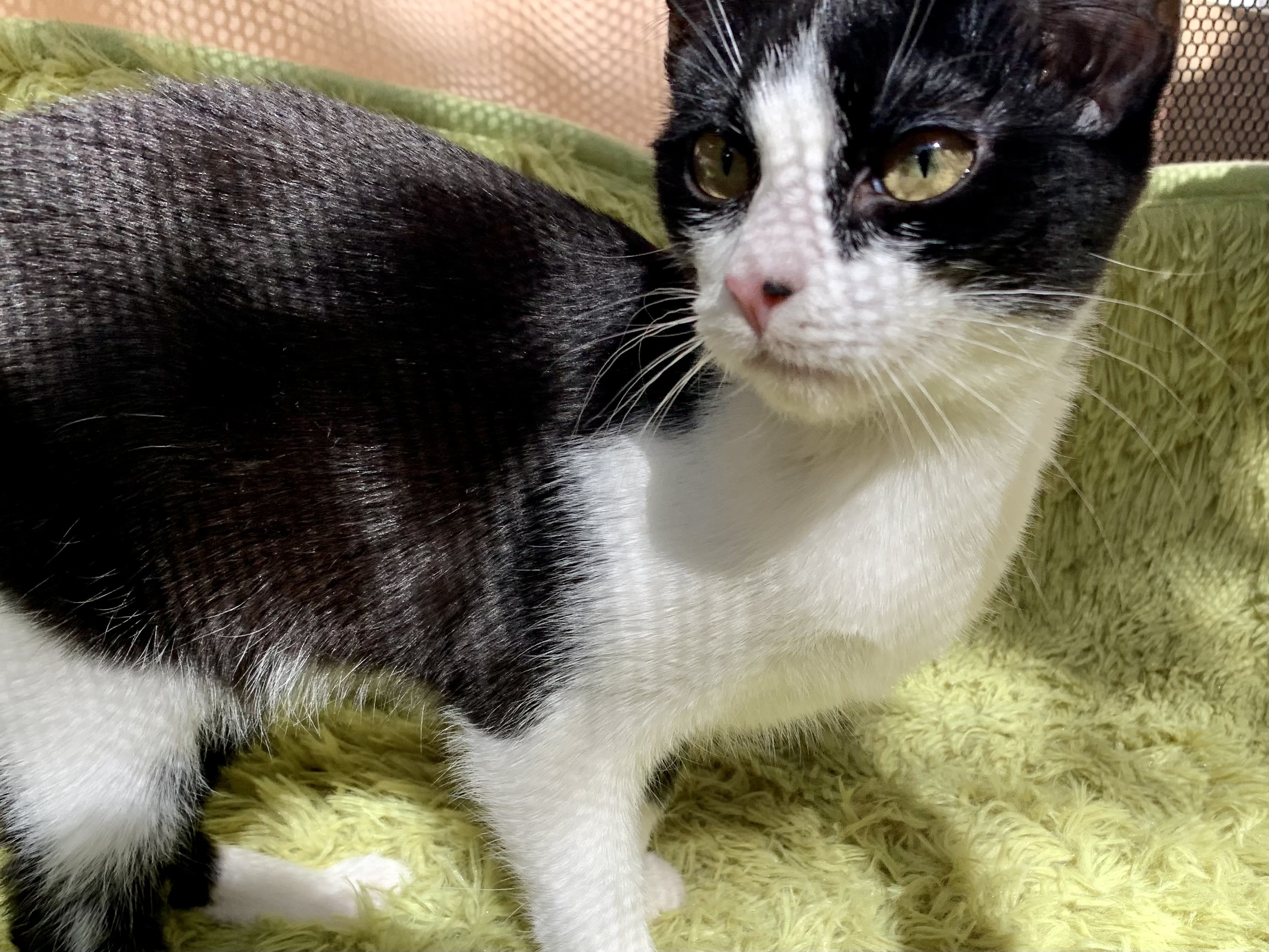 Squid, a Adoptable Domestic Short Hair in Los Angeles, CA image 1/2