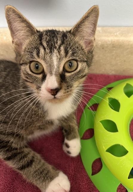 Enlarge Bolero, a Adoptable Domestic Short Hair in Colonia, NJ image 1/4