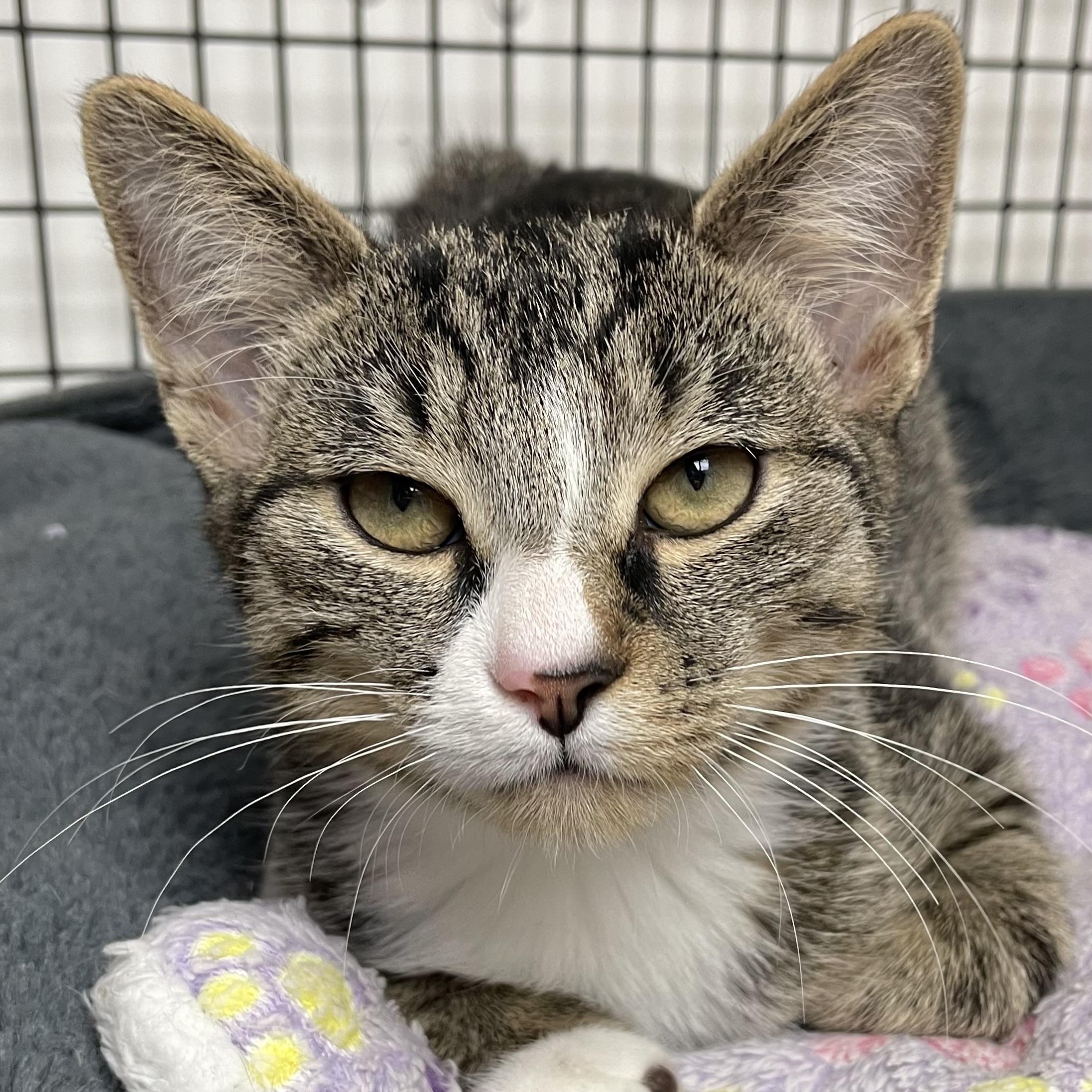 Enlarge Bolero, a Adoptable Domestic Short Hair in Colonia, NJ image 4/4