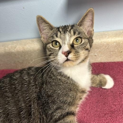 Enlarge Bolero, a Adoptable Domestic Short Hair in Colonia, NJ image 3/4