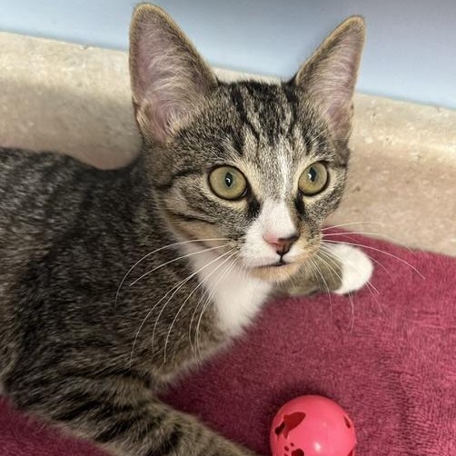 Enlarge Bolero, a Adoptable Domestic Short Hair in Colonia, NJ image 2/4