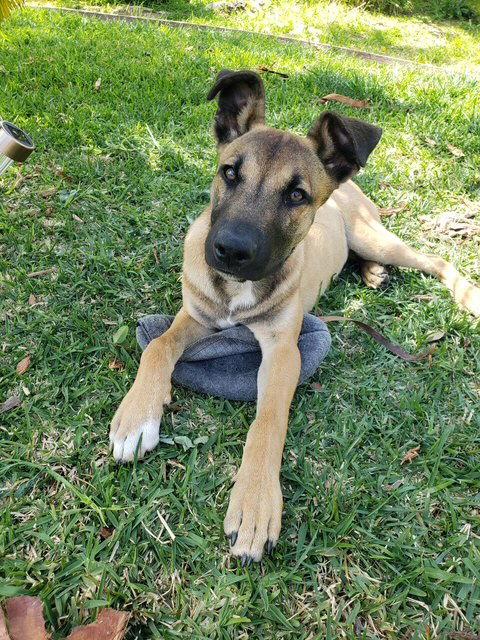 Dillion, Adoptable, Young Male Shepherd.