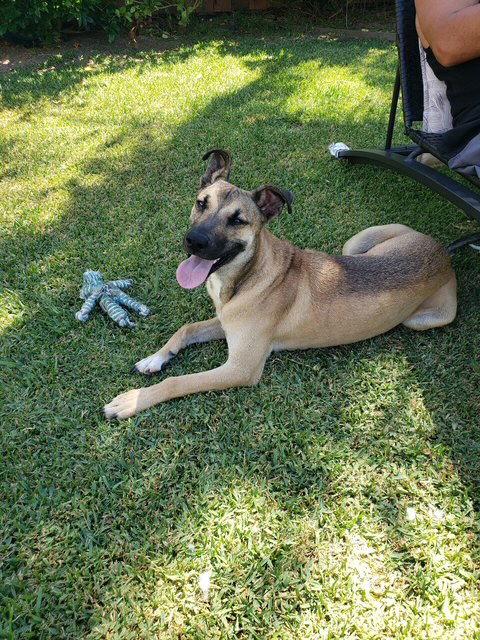 Enlarge Dillion, a Adoptable Shepherd in San Juan Capistrano, CA image 2/3