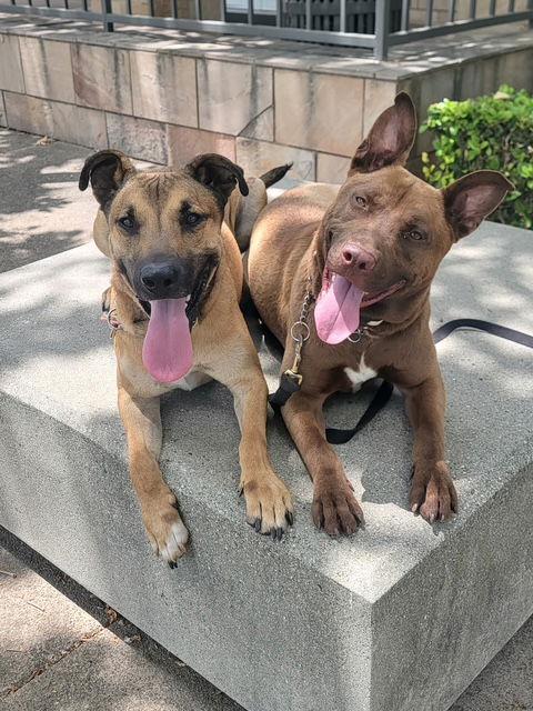 Enlarge Dillion, a Adoptable Shepherd in San Juan Capistrano, CA image 3/3